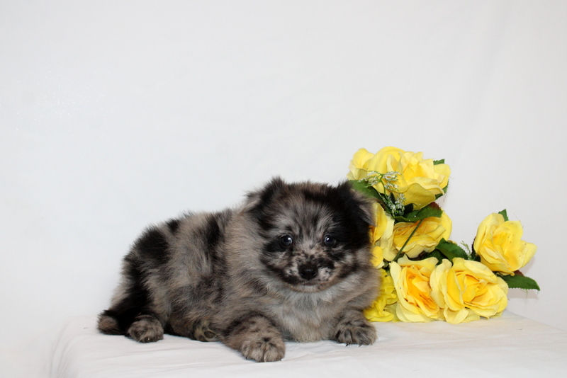 puppy, for, sale, Pomernain, Matthew B. Stoltzfus, dog, breeder, Gap, PA, dog-breeder, puppy-for-sale, forsale, nearby, find, puppyfind, locator, puppylocator, aca